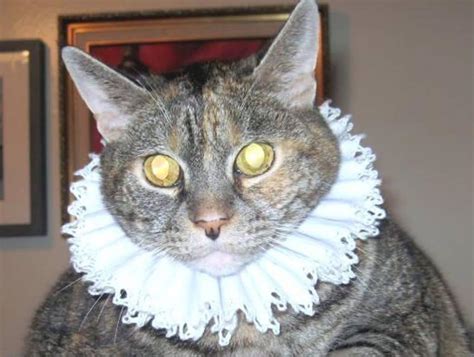 Diy Cone Collar For Cats - Do It Your Self