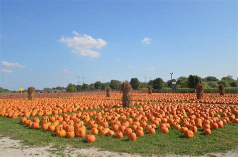 Pumpkin patches to fall in love with – Devils' Advocate