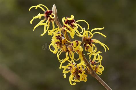 Flower of Witch Hazel in Early Spring. Stock Photo - Image of gorgeous ...