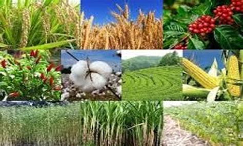 Cash crops are the alternative to MSP