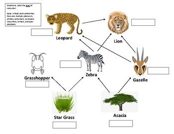 Food Chain/Web Practice Worksheet by Thee Teaching Queen | TPT