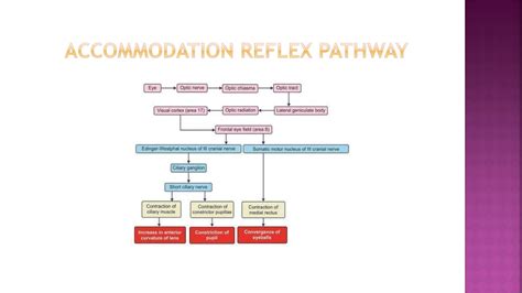 PPT - Accommodation reflex opthamalogy mbbs pptx slides PowerPoint ...