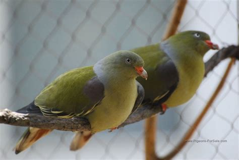 african green pigeon pair for sale