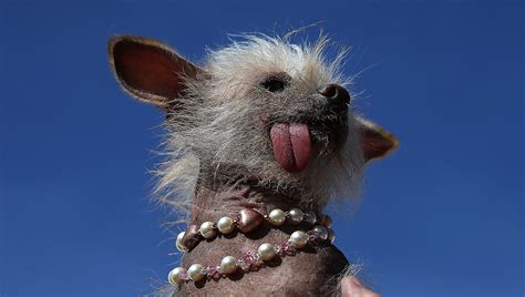 Photos from the World's Ugliest Dog contest