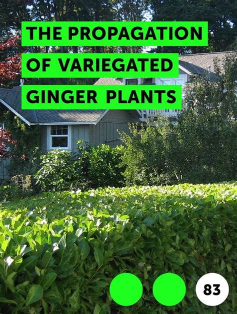 Learn The Propagation of Variegated Ginger Plants | How to guides, tips ...