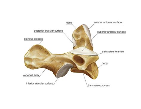 Axis Vertebra Photograph by Asklepios Medical Atlas - Pixels