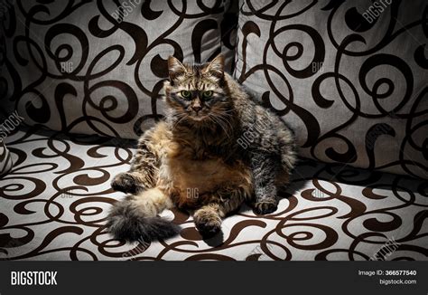 Angry Fat Cat, Looking Image & Photo (Free Trial) | Bigstock