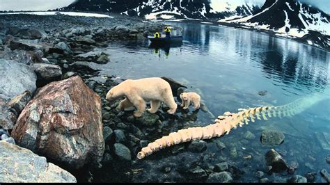 IMAX. Арктика 3D / IMAX. To the Arctic 3D (2012) Дублированный трейлер [HD] 1080p - YouTube