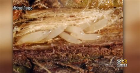 Brood X Cicada Eggs Hatching Before Going Underground Until 2038 - CBS Baltimore