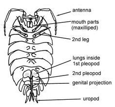 9 Project - Slaters ideas | pill bug, woodlice, slater