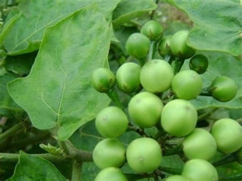 Sundakkai/Turkey Berry Plant - Herbal Plants Live