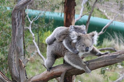 Free Images : tree, nature, branch, cute, looking, wildlife, zoo, fur, portrait, young, sitting ...