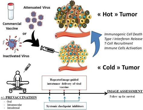 Repurposing infectious disease vaccines for intratumoral immunotherapy ...