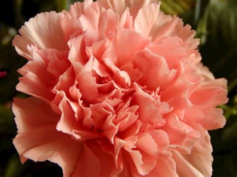 Peach Carnation | Carnations, Carnation colors, Carnation flower