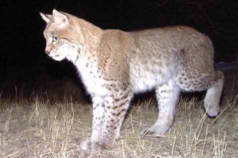 Snow leopards and other mammals caught on camera trap in Uzbekistan (photos)