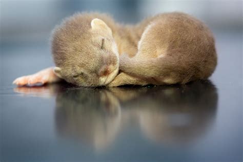 Wildlife Aid Foundation | Have you ever seen a baby stoat before?!