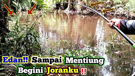 MANCING IKAN GABUS DI RAWA SPOT DANGKAL DALAM HUTAN!! TEKNIK ENTUL ...