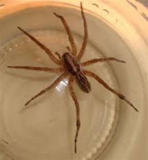 Wolf Spider Bite: What You Need To Do? | HubPages