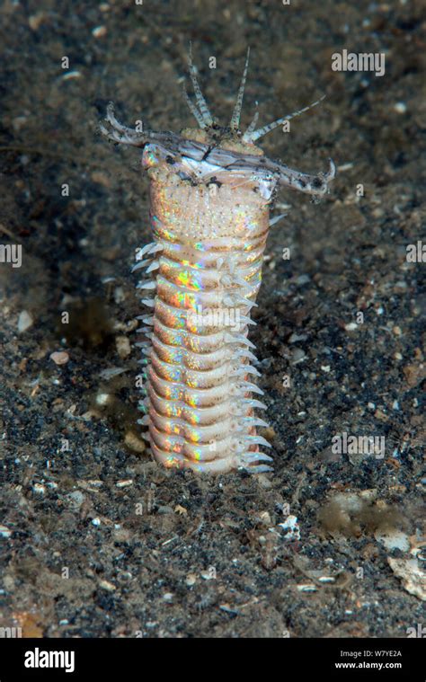 Bobbit worm (Eunice aphroditois) Lembeh Strait, North Sulawesi ...