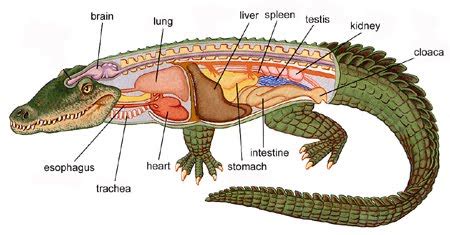 Reptiles: characteristics and examples