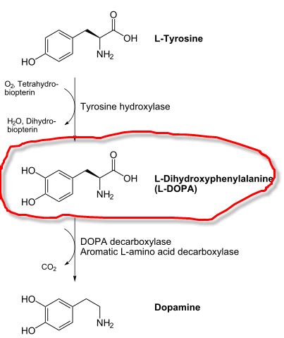 Dopamine Synthesis Pathway