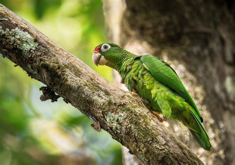 Somos de Aquí: The Enduring Wildlife of Puerto Rico