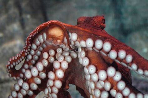 What's the deal with the octopus poop noodle? | Monterey Bay Aquarium