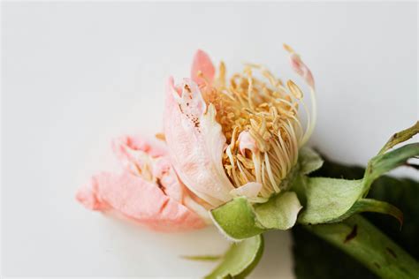 Withering flower on white surface · Free Stock Photo