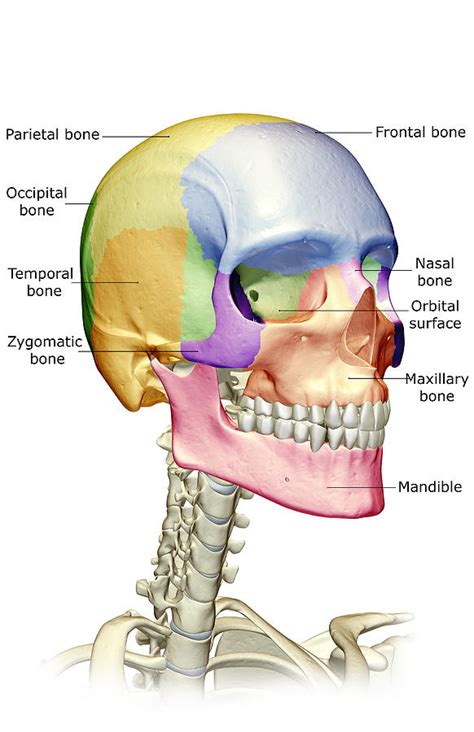 The Bones Of The Head, Neck And Face by MedicalRF.com