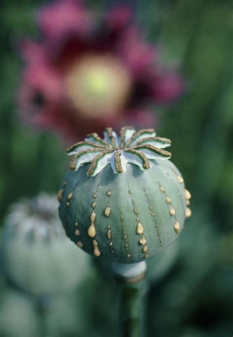 Collecting Opium From Poppy Seed Capsule Photograph by Dr Jeremy Burgess.