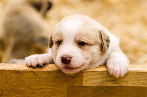 329 of the Best Country (Farm) Dog Names