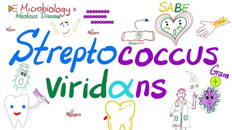 Viridans Group Streptococci (Streptococcus viridans) | Microbiology 🧫 ...