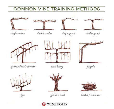 Illustrated Grape Vine Training Methods | Wine Folly