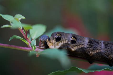 Photo Series: Nature / Case 8: Deilephila elpenor on Behance