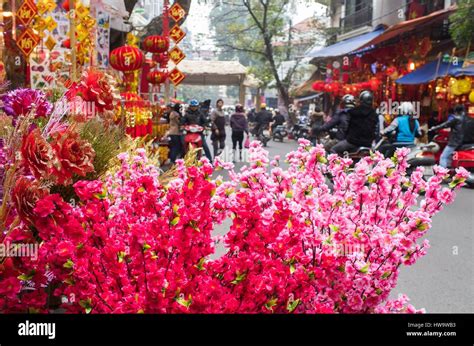 Vietnam, Hanoi, Tet Lunar New Year, cherry blossoms for sale Stock ...