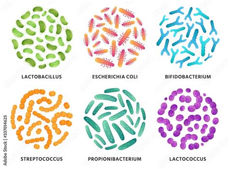 Obraz Probiotics. Lactobacillus, bifidobacterium and lactococcus ...