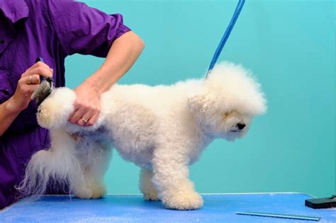 Premium Photo | An adorable white bichon frise dog being groomed by a ...