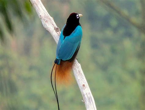 51 Papua New Guinea Birds - The Worlds Rarest Birds