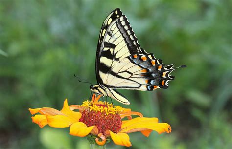 Yellow Swallowtail Butterfly, Yellow Tiger Swallowtail Butterfly | Flickr - Photo Sharing ...