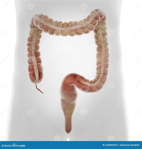 Human Colon Anatomy Royalty-Free Stock Photography | CartoonDealer.com ...