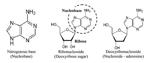 The nucleoside adenosine, a component of RNA, results from the sugar... | Download Scientific ...