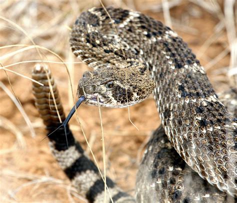 Here are the 9 types of rattlesnakes that call Texas home