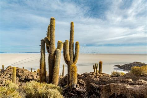 Cactus Island in the Salar De Uyuni in the Bolivian Altiplano Stock ...