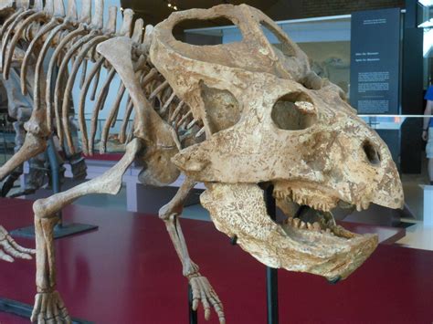 Protoceratops | Dinosaur fossils, Prehistoric animals, Fossils