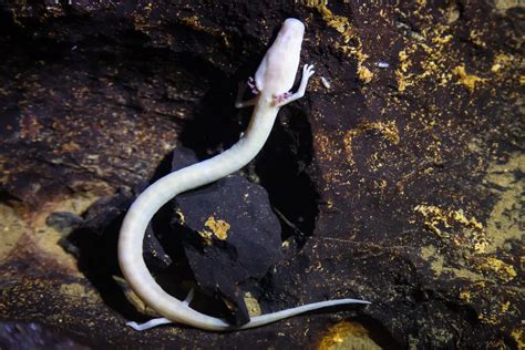 The olm and its prey | Smithsonian Photo Contest | Smithsonian Magazine