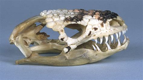 Gila Monster Skull