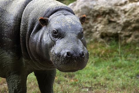 Archaeologists Make 'Significant Discovery' of Ancient Pygmy Hippo ...