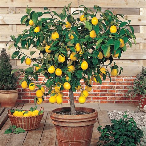 Meyer Lemon Tree | Meyer Lemon Tree for Sale - PlantingTree