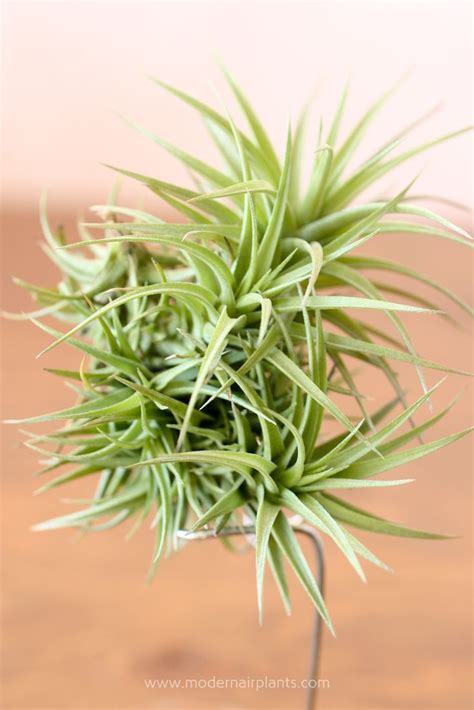 Air Plant Clump | Air plants, Air plants care, Mother plant