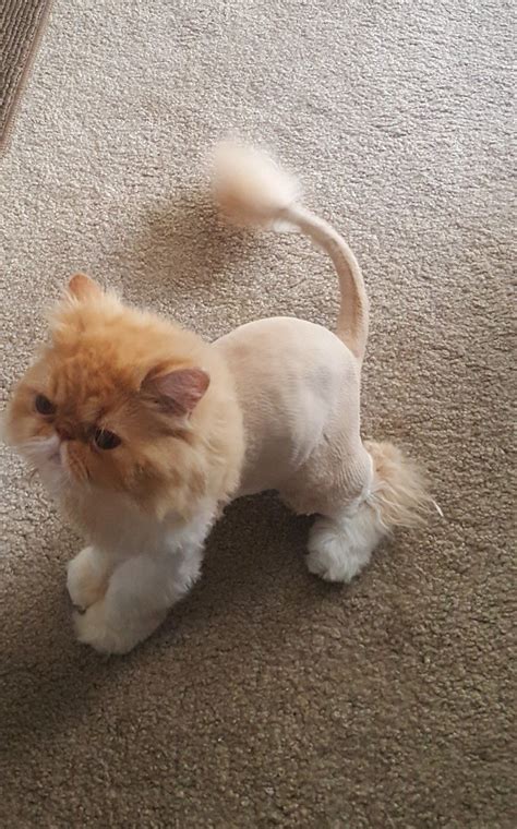 Pin on Cute. | Cat lion haircut, Cat grooming, Cat haircut